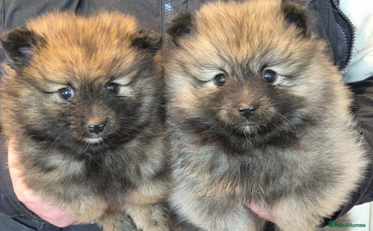 Pomeranian dogs Beautiful little pomeranians - Advert 2