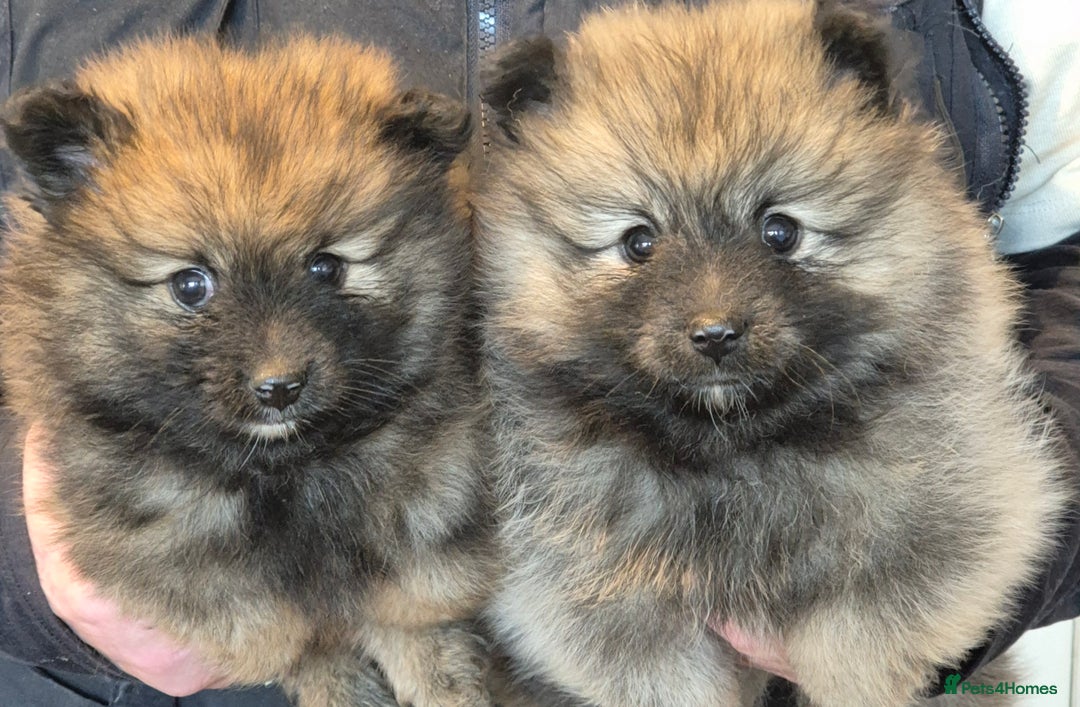 Pomeranian dogs for sale: Beautiful little pomeranians - Advert 2