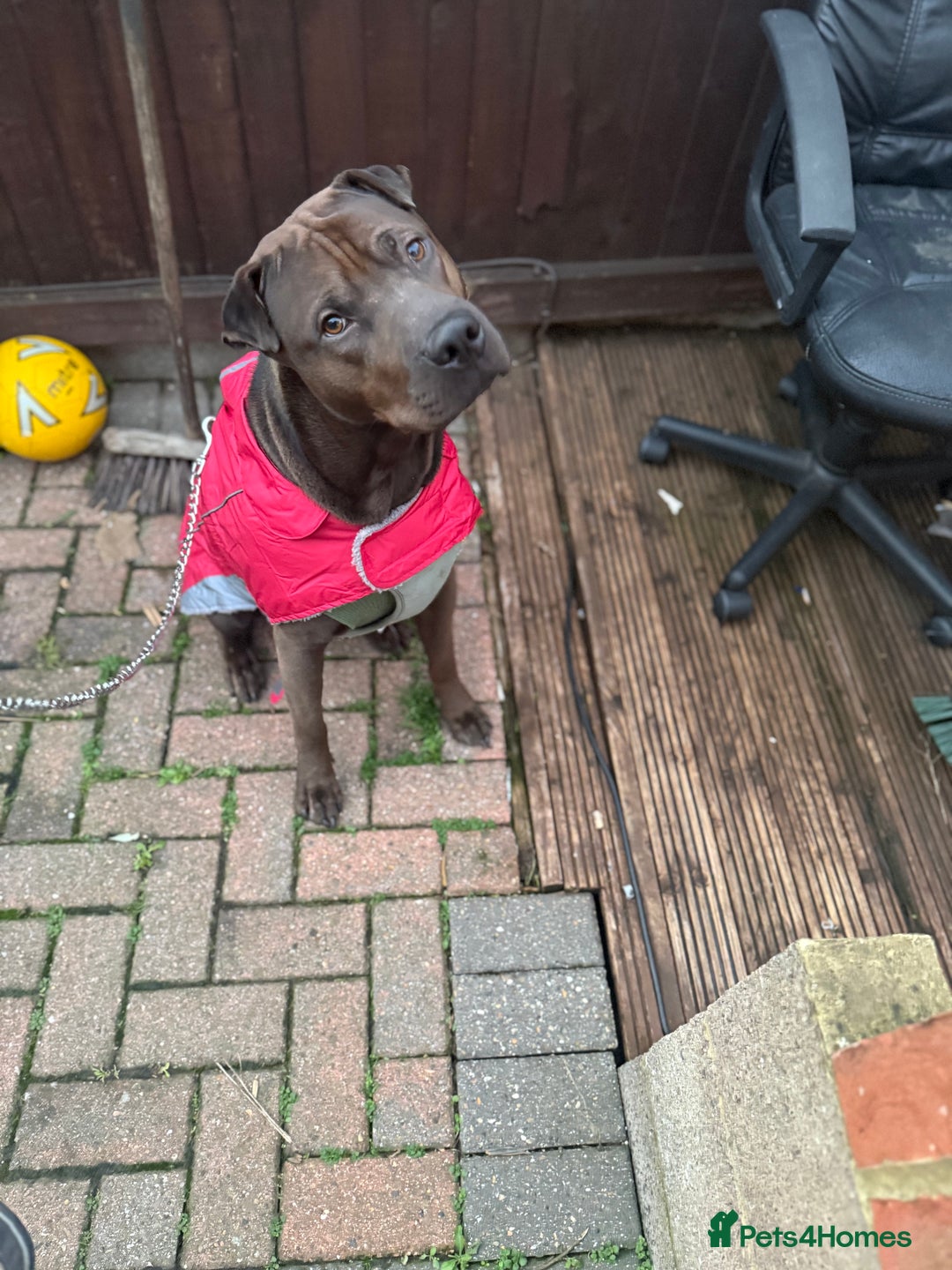 Mixed Breed dogs for stud: 🐾 STUD SERVICE AVAILABLE 🐾  - Advert 3