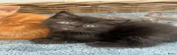 Ragdoll cats for sale: Very affectionate loving black ragdoll boy  - Advert 11