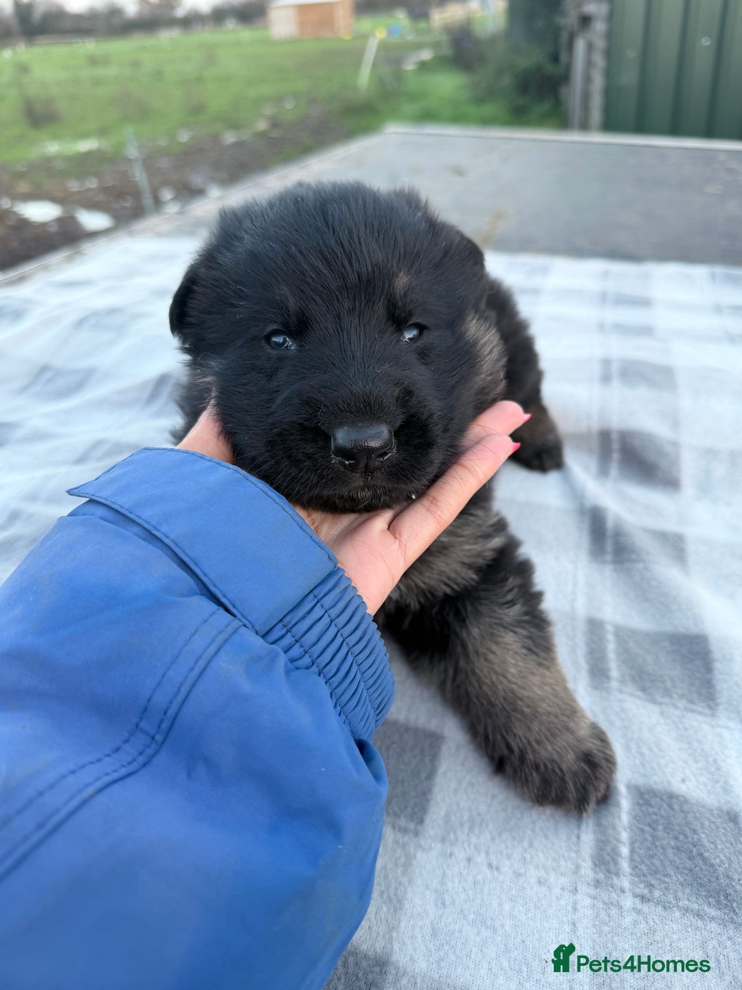 German Shepherd dogs for sale: Beautiful German shepherd pups available  - Advert 3