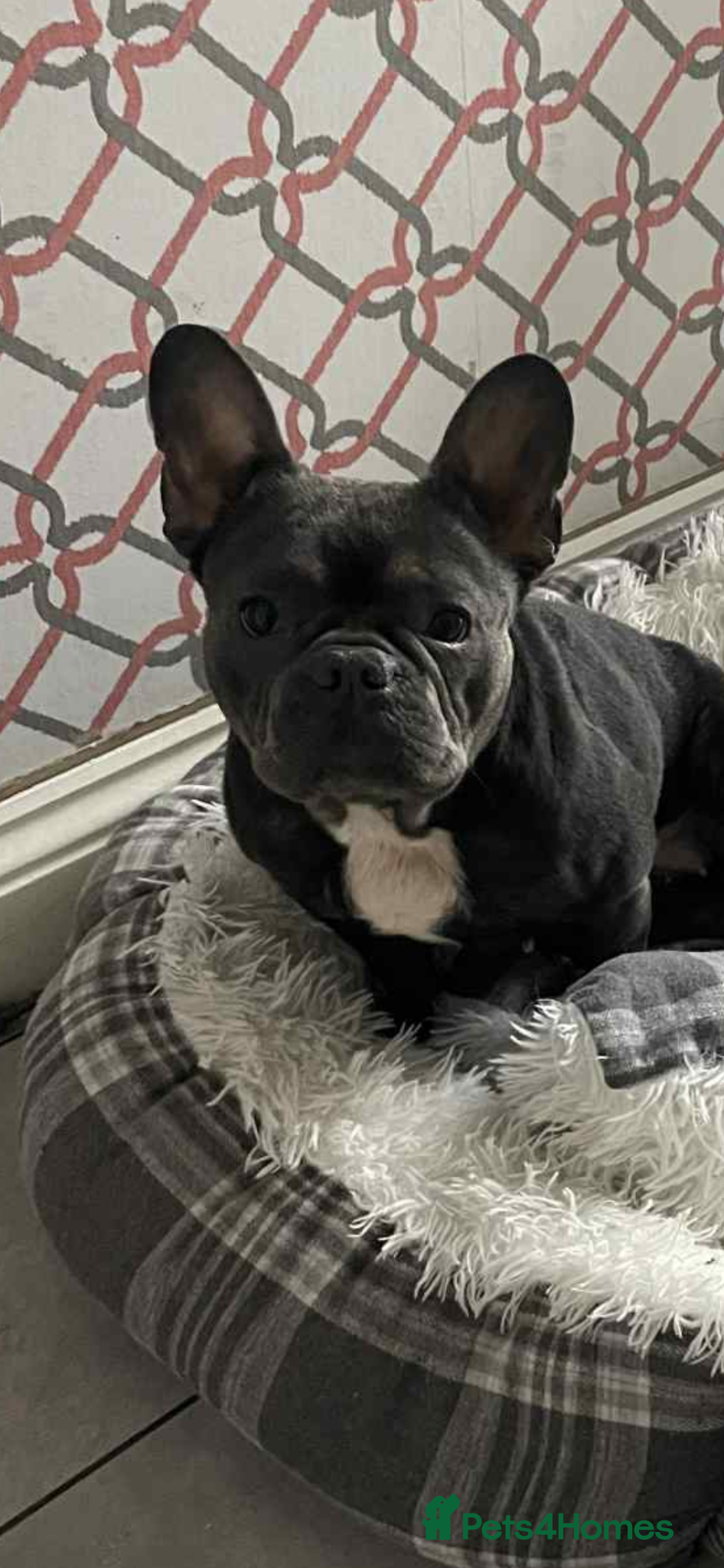 French Bulldog dogs Maisy - Advert 1