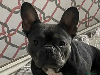 French Bulldog dogs Maisy - Advert 1