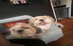 Shih Tzu dogs for sale: 5 beautiful puppies available  - Image 16