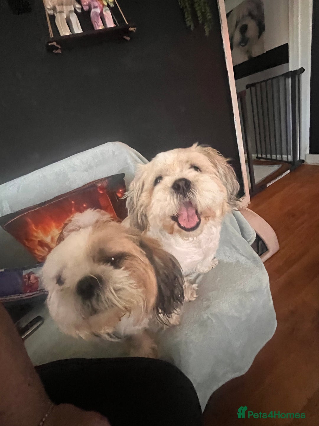 Shih Tzu dogs for sale: 5 beautiful puppies available  - Image 16