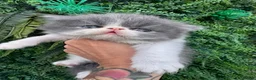 Exotic cats for sale: Exotic Persian  - Advert 17