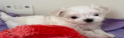 Maltese dogs for sale: Exceptional quality KC reg tiny Maltese  - Advert 18