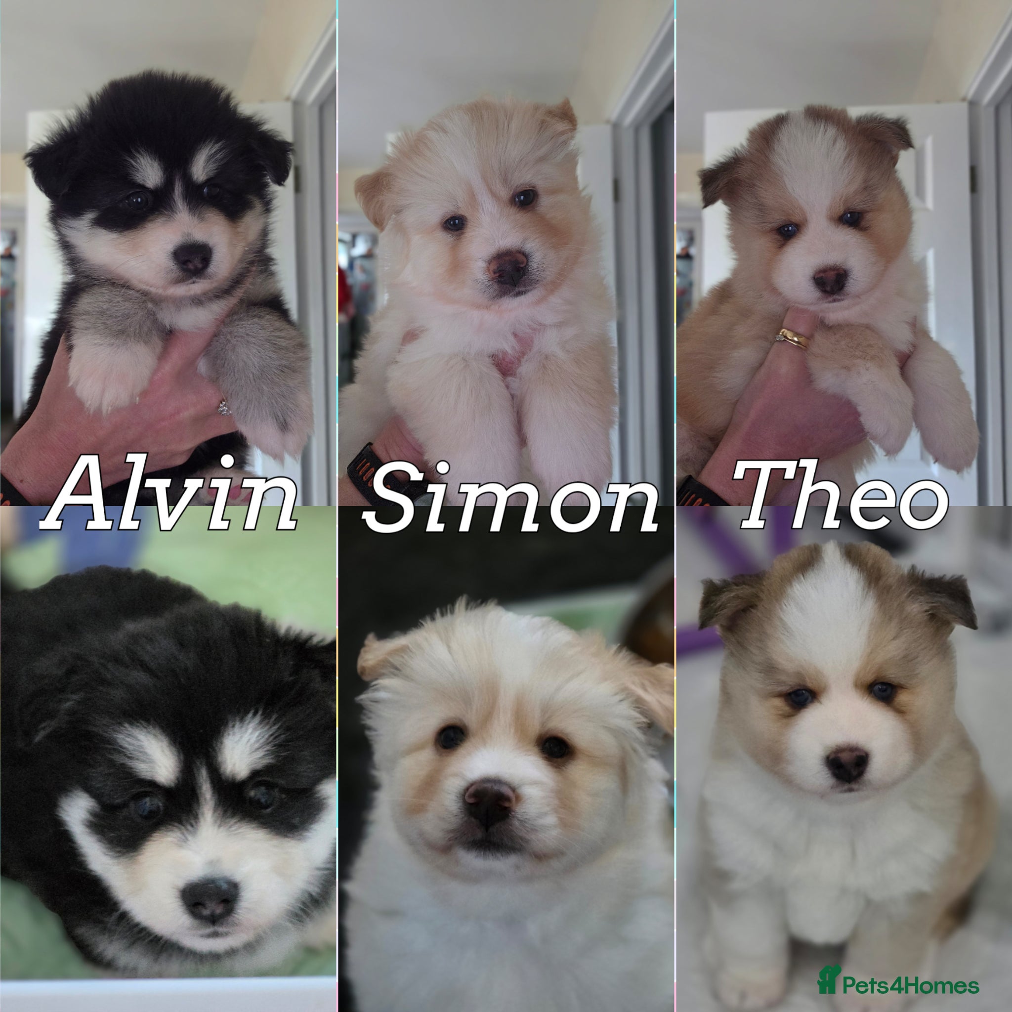 Pomsky dogs Pomsky puppies with Husky masks  - Advert 4