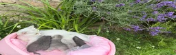 Scottish Fold cats for sale: 💕💕💕❤️❤️Lovely scotish kittens💕💕💕 in Nottingham - Advert 21