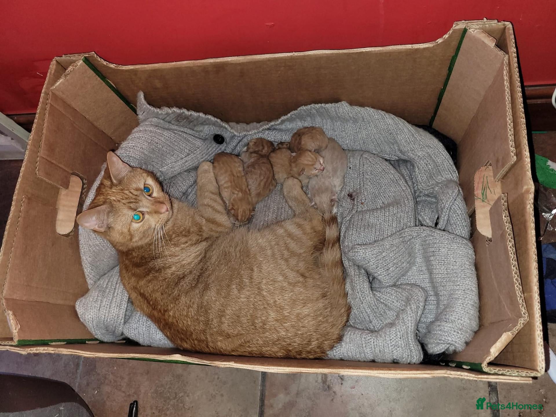 Mixed Breed cats Ginger kittens cute and cuddley - Advert 2
