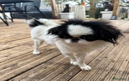 Japanese Chin dogs for sale: female - Advert 21