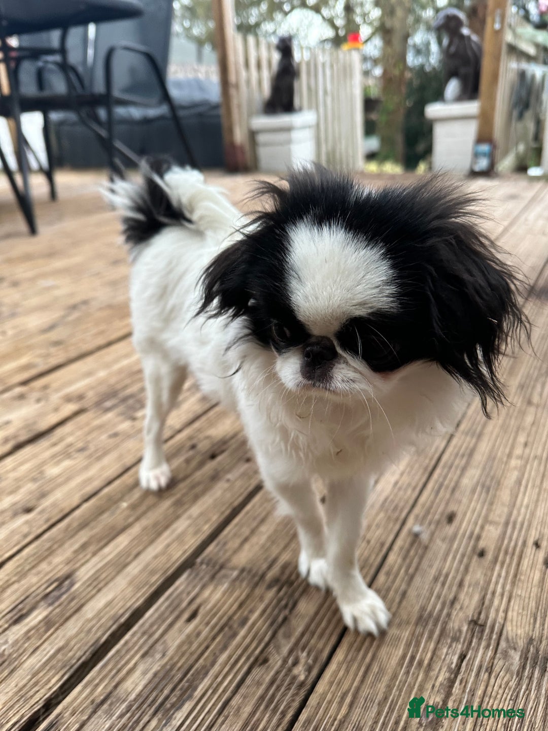 Japanese Chin dogs for sale: female - Advert 21