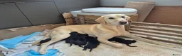 Springador dogs for sale: Fabulous Springador Puppies for Sale in Halesworth - Advert 1