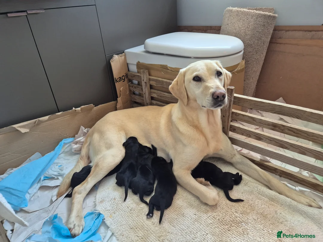 Springador dogs for sale: Fabulous Springador Puppies for Sale in Halesworth - Advert 1