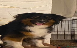 Australian Shepherd dogs for sale: Young Australian Shepherd female dog for sale - Image 10