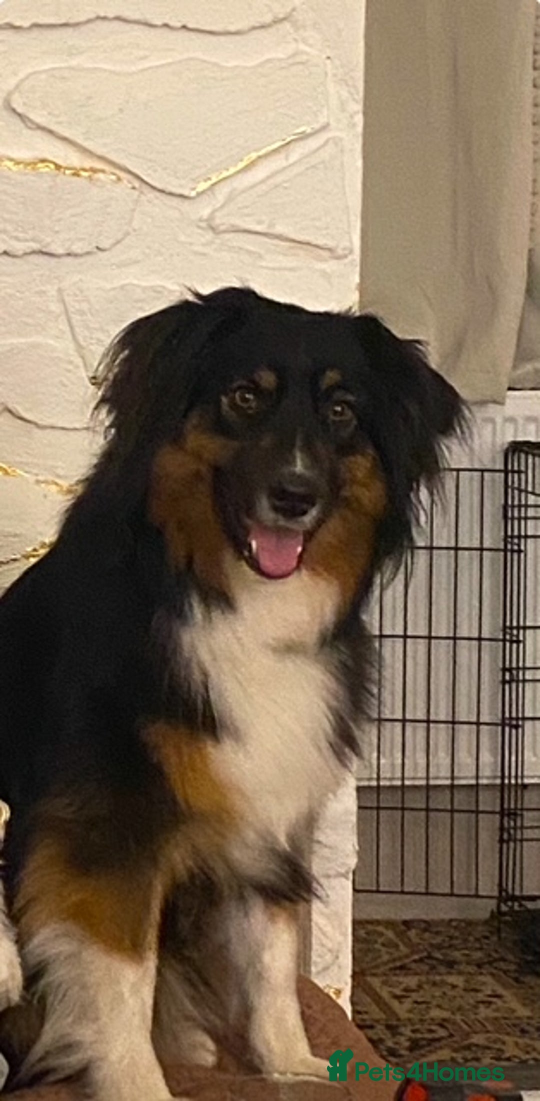 Australian Shepherd dogs for sale: Young Australian Shepherd female dog for sale - Image 10