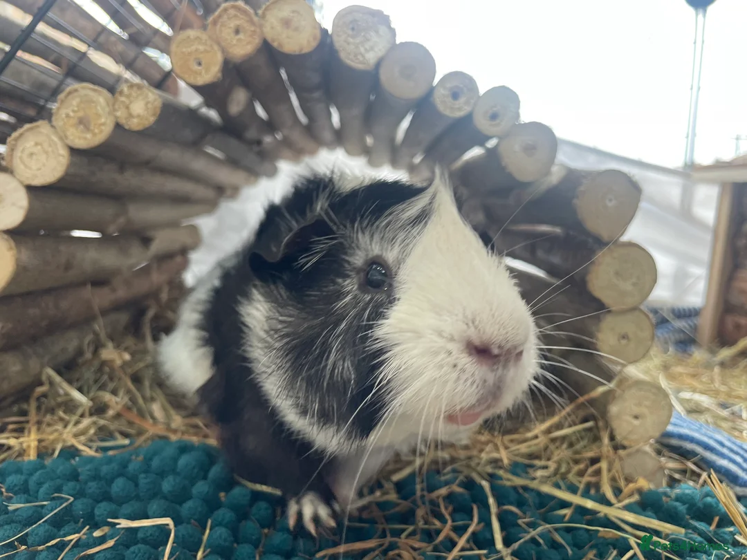 Guinea Pig rodents for sale: One male guinea pig - Advert 3