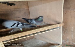 Pigeons birds for sale: Baby and adult racing Pigeons  - Image 18
