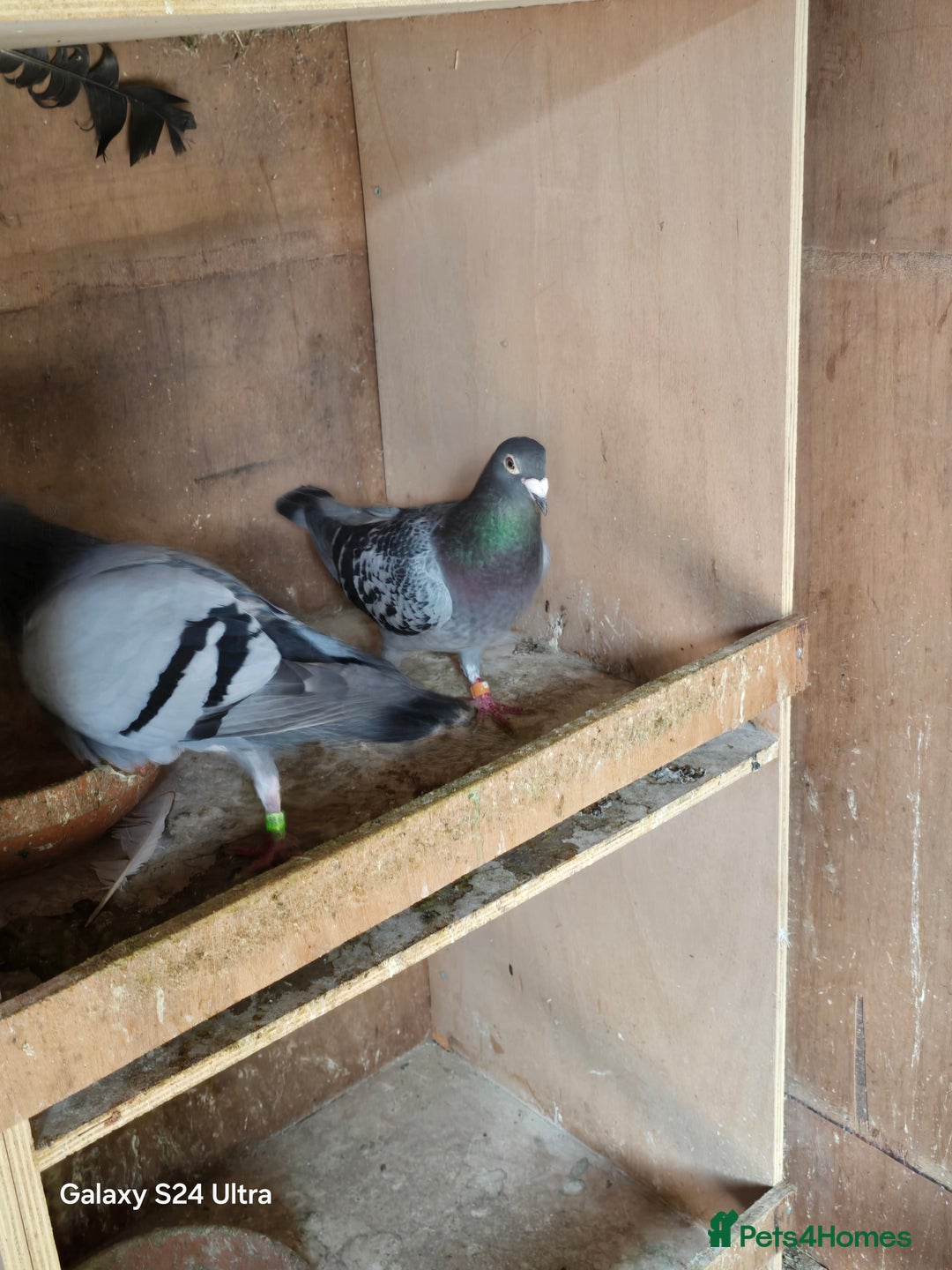 Pigeons birds for sale: Baby and adult racing Pigeons  - Image 18