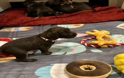 Cocker Spaniel dogs for sale: Beautiful Cocker Spaniel Puppies - Advert 33