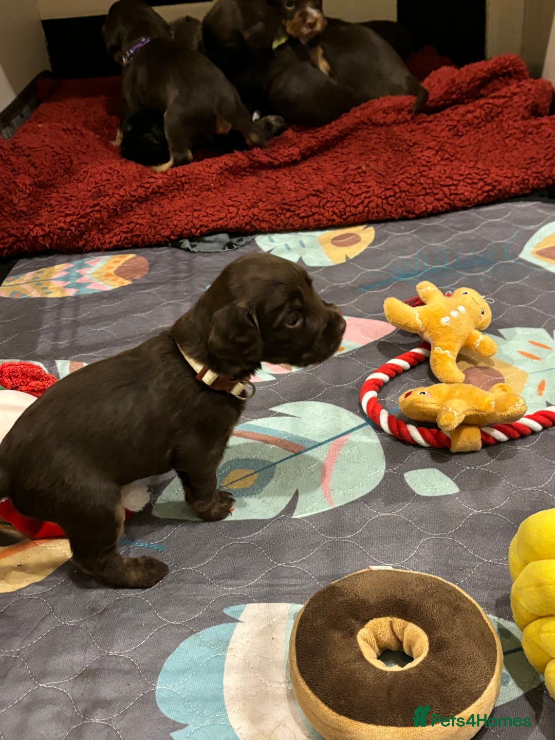 Cocker Spaniel dogs for sale: Beautiful Cocker Spaniel Puppies - Advert 33