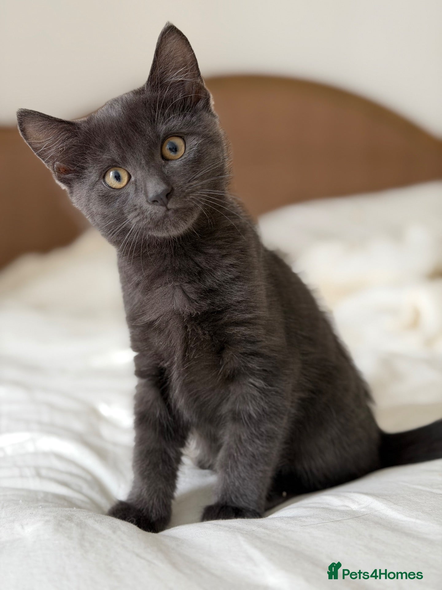 Mixed Breed cats Two beautiful kittens looking for loving homes - Advert 12