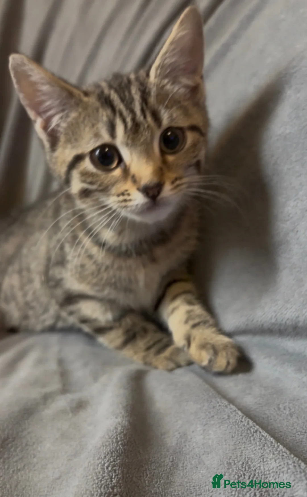 Mixed Breed cats for sale: 3 Tabby Kittens looking for homes🐾 - Advert 2