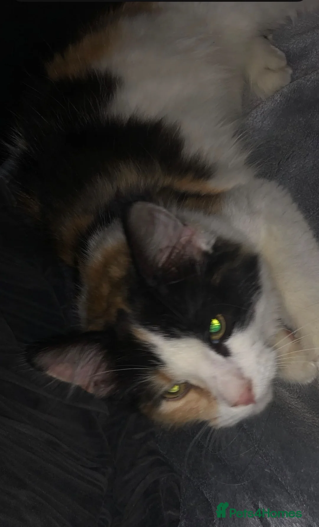 Mixed Breed cats for sale: 3 Lovely Girl Kittens Left  - Advert 1