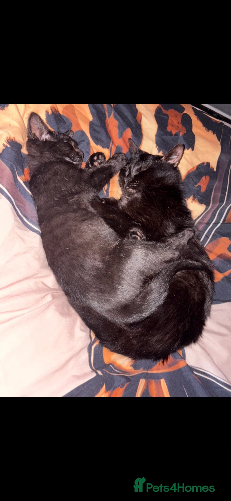 British Shorthair cats 3 Black British shorthair cats  - Advert 1