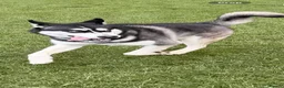 Siberian Husky dogs for sale: Siberian Husky Puppies  in Dunfermline - Advert 3