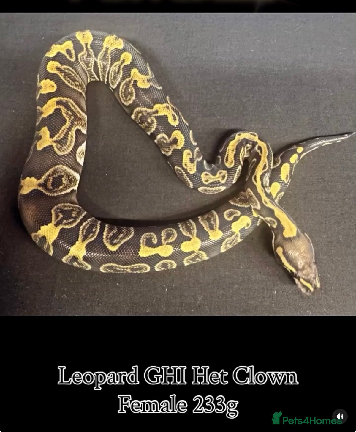 Python Snake reptiles Various ball python / royal python b29 - Advert 4