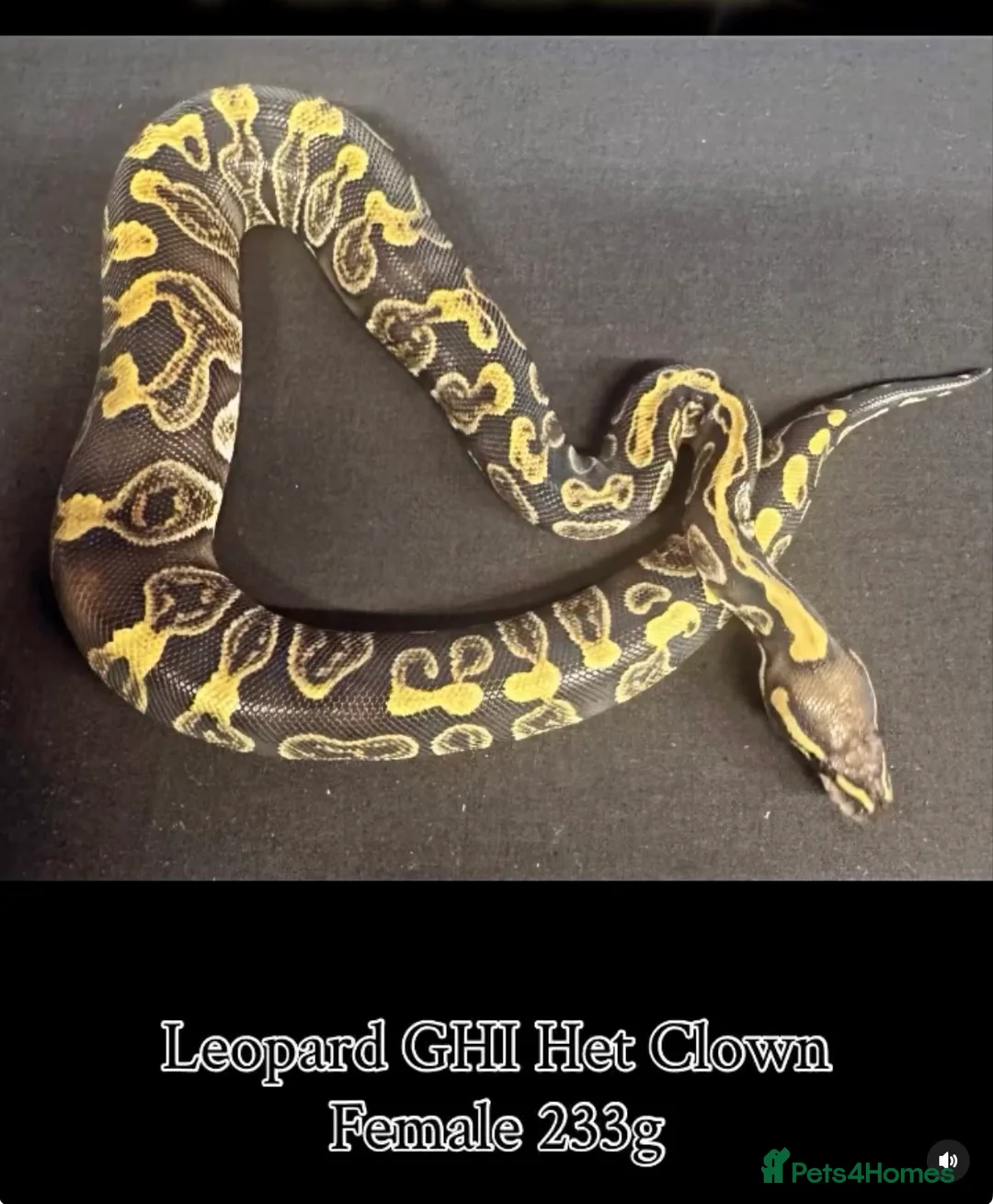 Python Snake reptiles for sale: Various ball python / royal python b29 - Advert 1