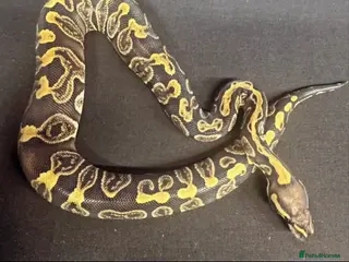 Python Snake reptiles Various ball python / royal python b29 - Advert 4