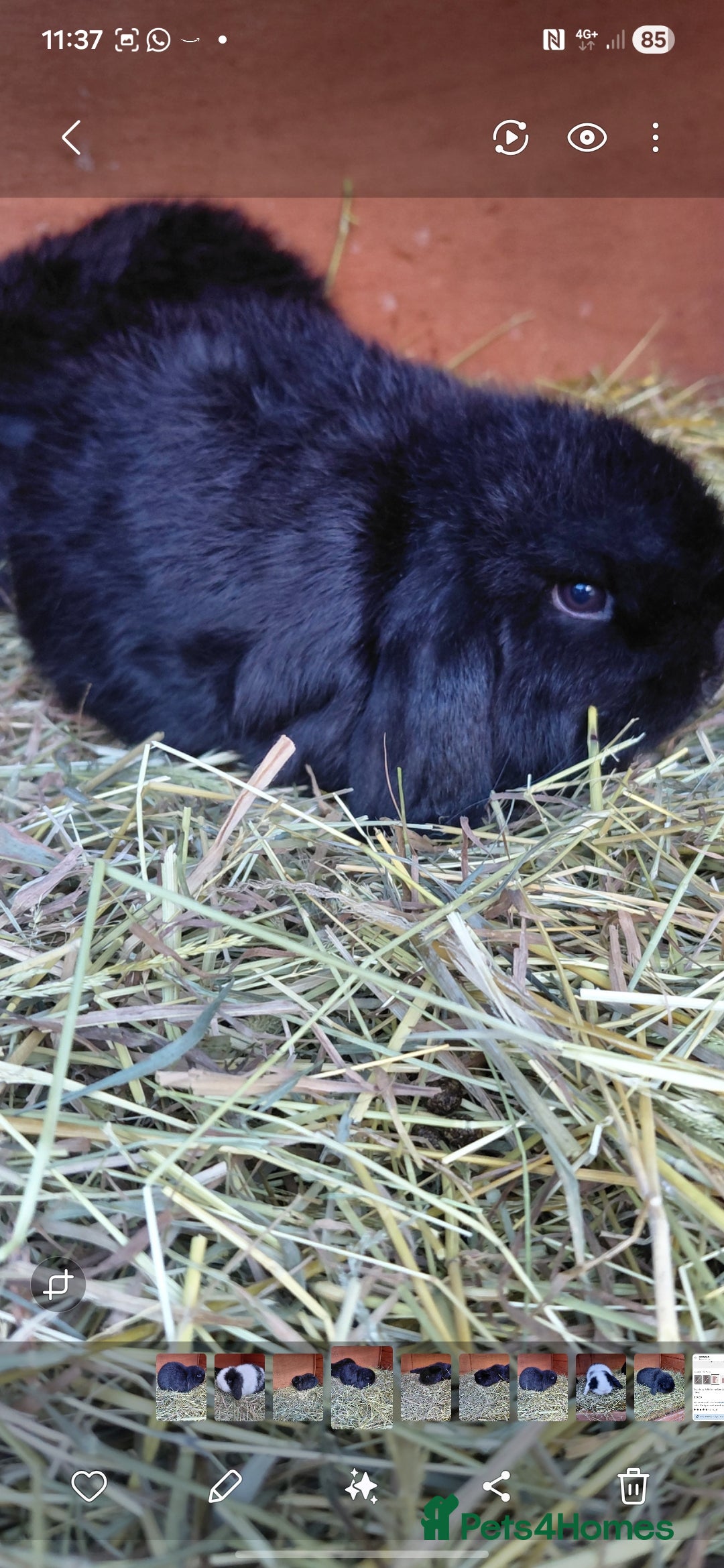 Mini Lop rabbits Mini lop rabbits, 1 buck remains available.  - Advert 20