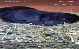 Mini Lop rabbits for sale: Mini lop rabbits - Advert 5