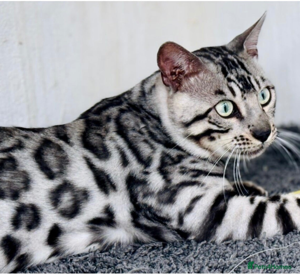 Bengal cats Stunning Neutered Bengal Male Silverstorm Trooper - Advert 1