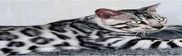 Bengal cats for sale: Stunning Neutered Bengal Male Silverstorm Trooper - Advert 1