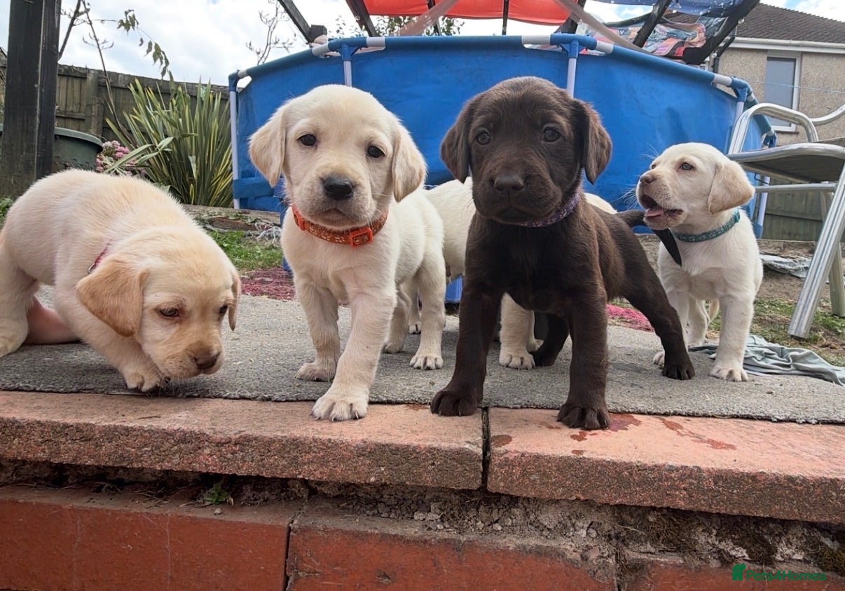 Labrador Retriever dogs ✨beautiful chunky pedigree Labradors✨ - Advert 5