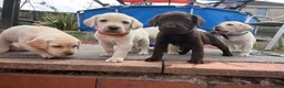 Labrador Retriever dogs for sale: ✨beautiful chunky pedigree Labradors✨ - Advert 1
