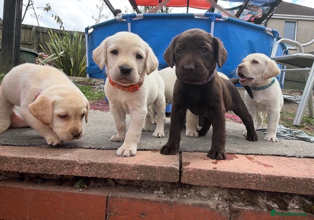 Labrador Retriever dogs for sale: ✨beautiful chunky pedigree Labradors✨ - Advert 1