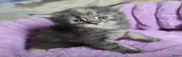 Maine Coon cats for sale: Stunning Maine Coon kittens - Advert 4