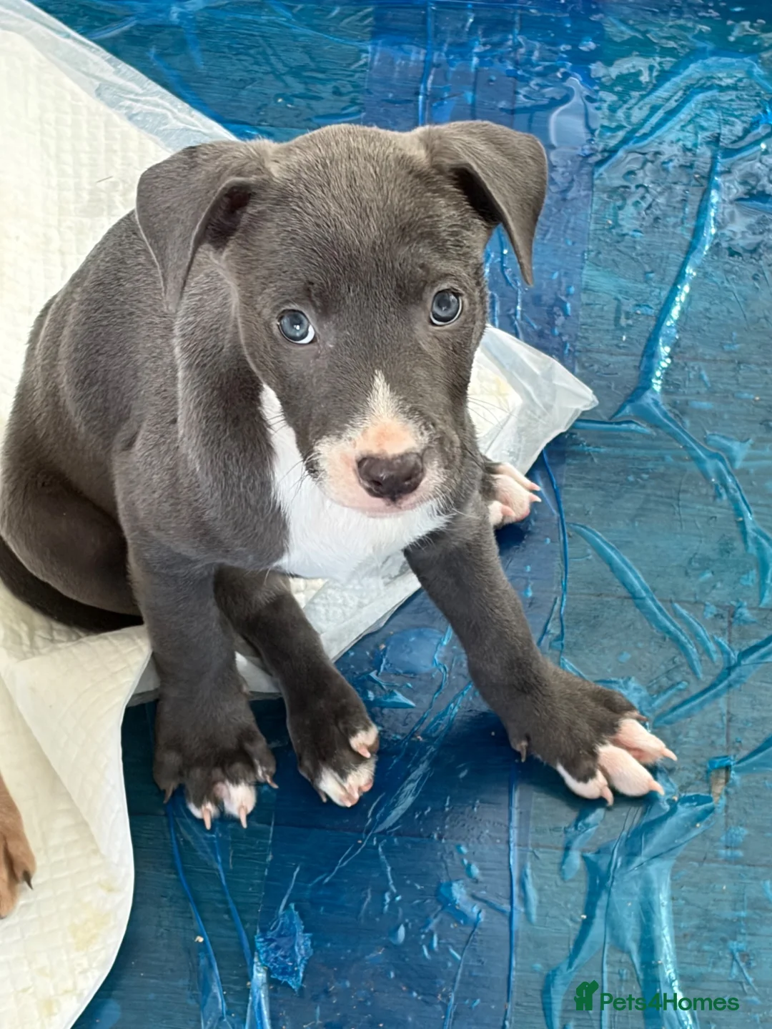 Mixed Breed dogs for sale: 4 female dogs  - Advert 2