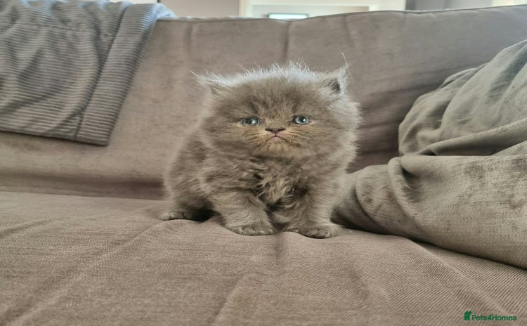 Persian cats - Advert 1