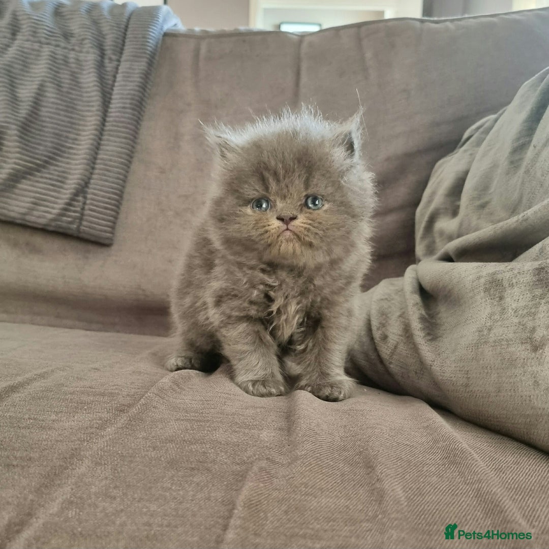 Persian cats for sale: Beautiful grey persian kittens - Image 1