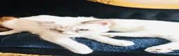 Ragdoll cats for sale: GCCF Registered Ragdolls - Advert 4