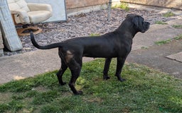 Cane Corso dogs for sale: REHOMING Cane Corso Female - Image 2