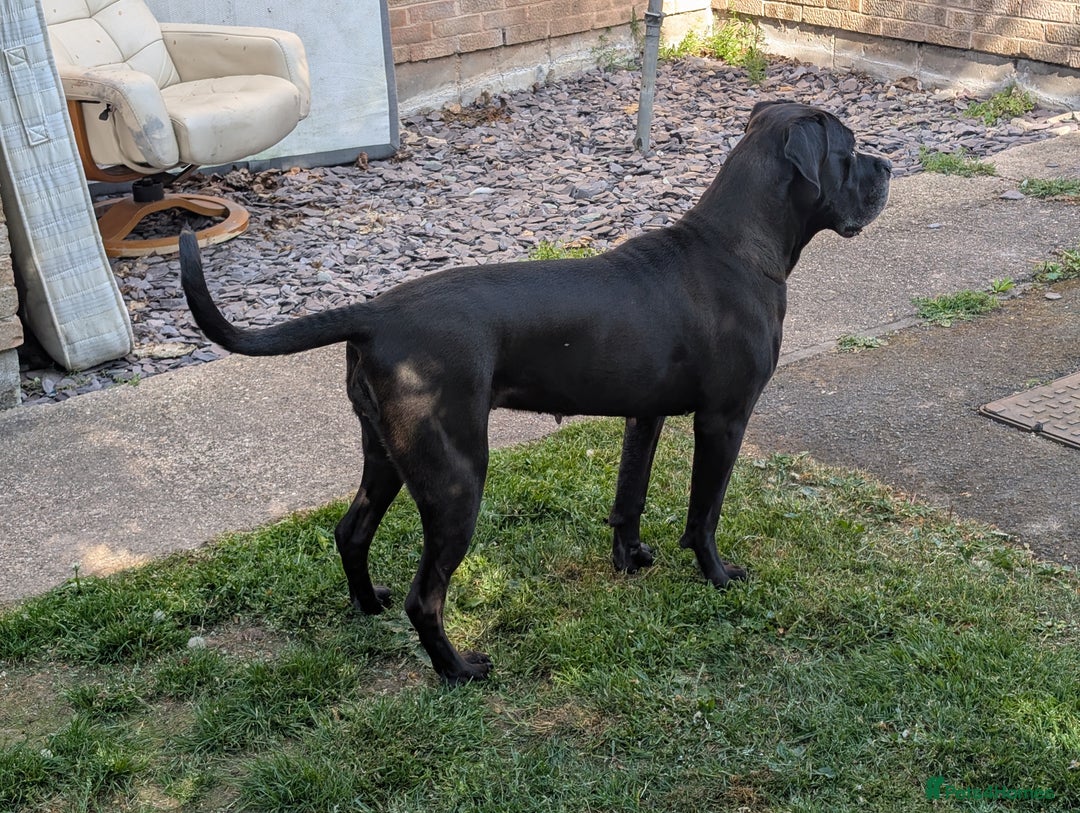 Cane Corso dogs for sale: REHOMING Cane Corso Female - Image 2