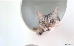 Mixed Breed cats for adoption: Aria - A Lovely & Cuddly Princess - Image 12