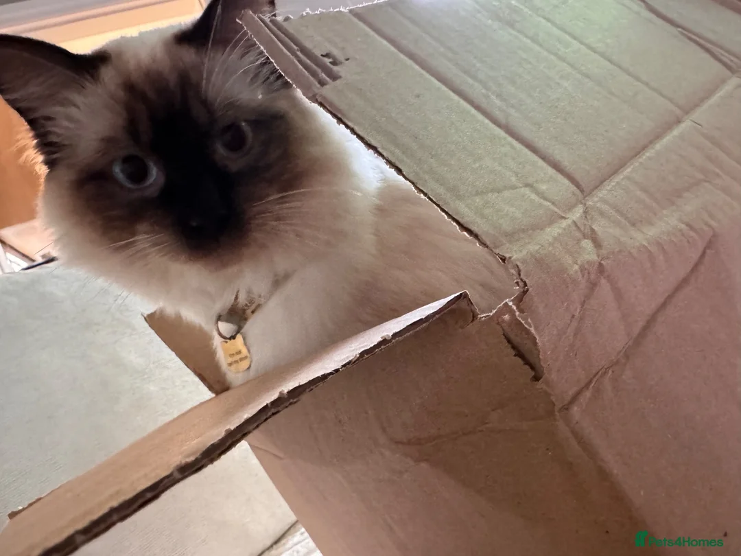 Ragdoll cats for sale: Axel Looking for Forever home  - Advert 16