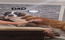 Saint Bernard dogs for sale: Saint Bernard puppies  - Image 36